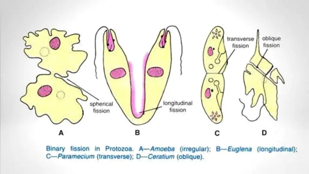 binary fission in protozoa