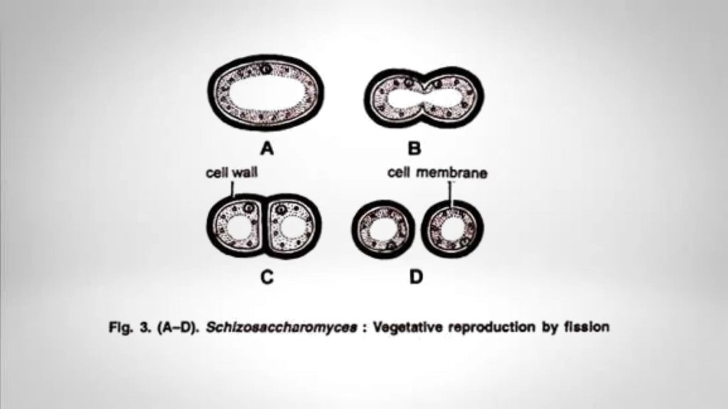 fission of Saccharomyces cerevisiae