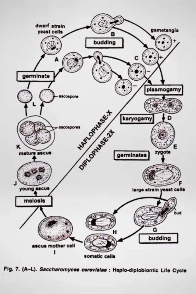 Saccharomyces Life cycle, Morphology, Economic Importance.