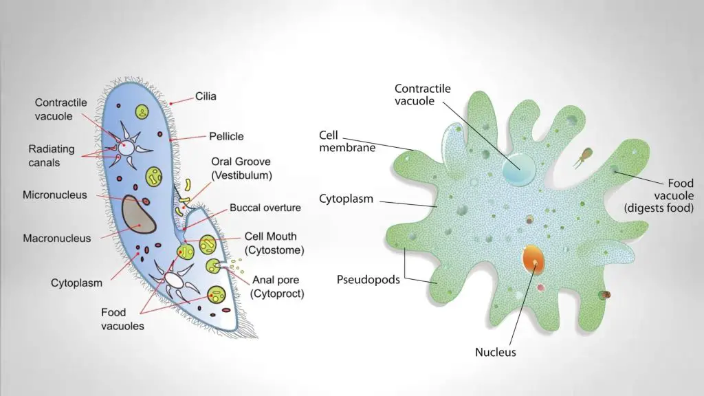 Protozoa Examples of