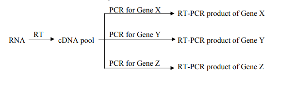 Two-step RT-qPCR