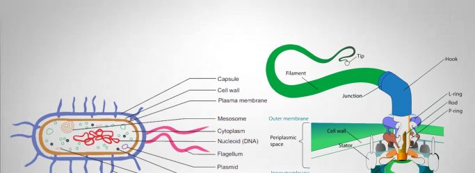 20 Differences between Pili and Flagella