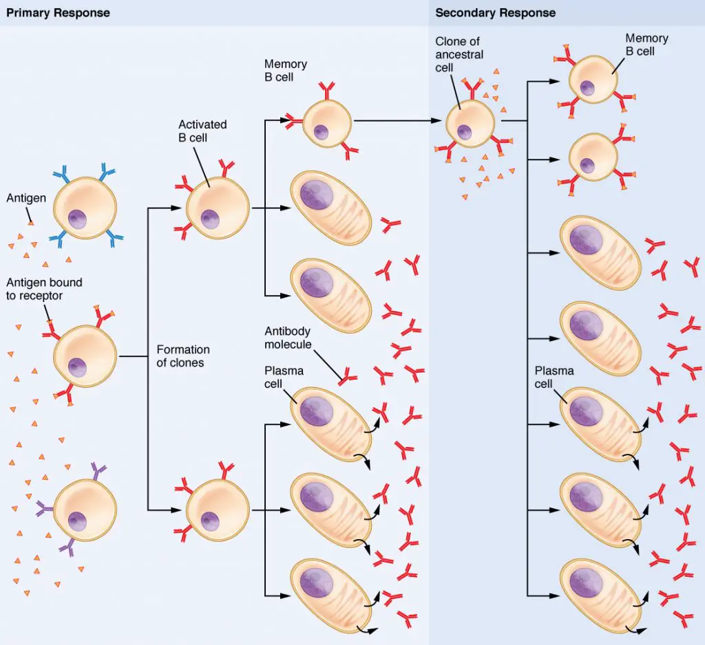  Differences between Primary and Secondary Immune Response