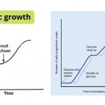 Diauxic growth Curve, Definition, Occuramce.