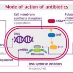 Mode of action of antibiotics and classification.