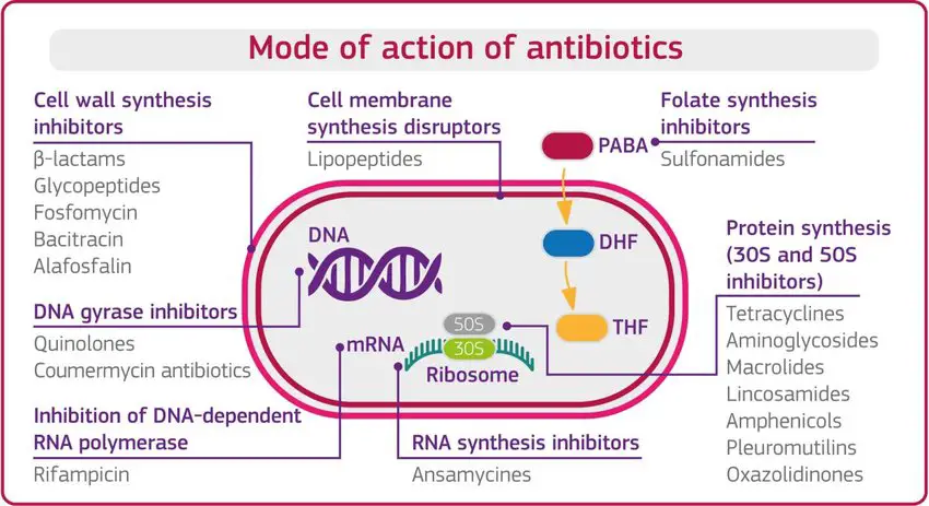 Mode of action of antibiotics and classification.