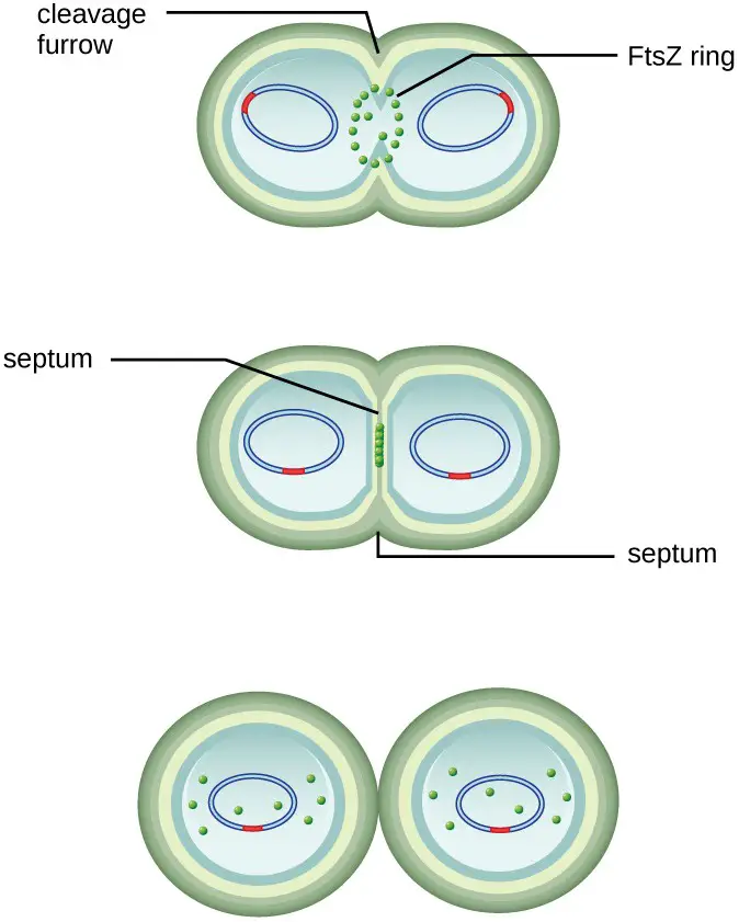FtsZ proteins assemble to form a Z ring that is anchored to the plasma membrane. The Z ring pinches the cell envelope to separate the cytoplasm of the new cells.