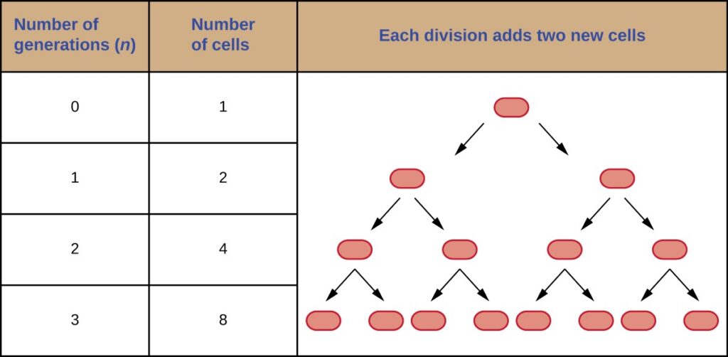 Calculating Number Of Cells