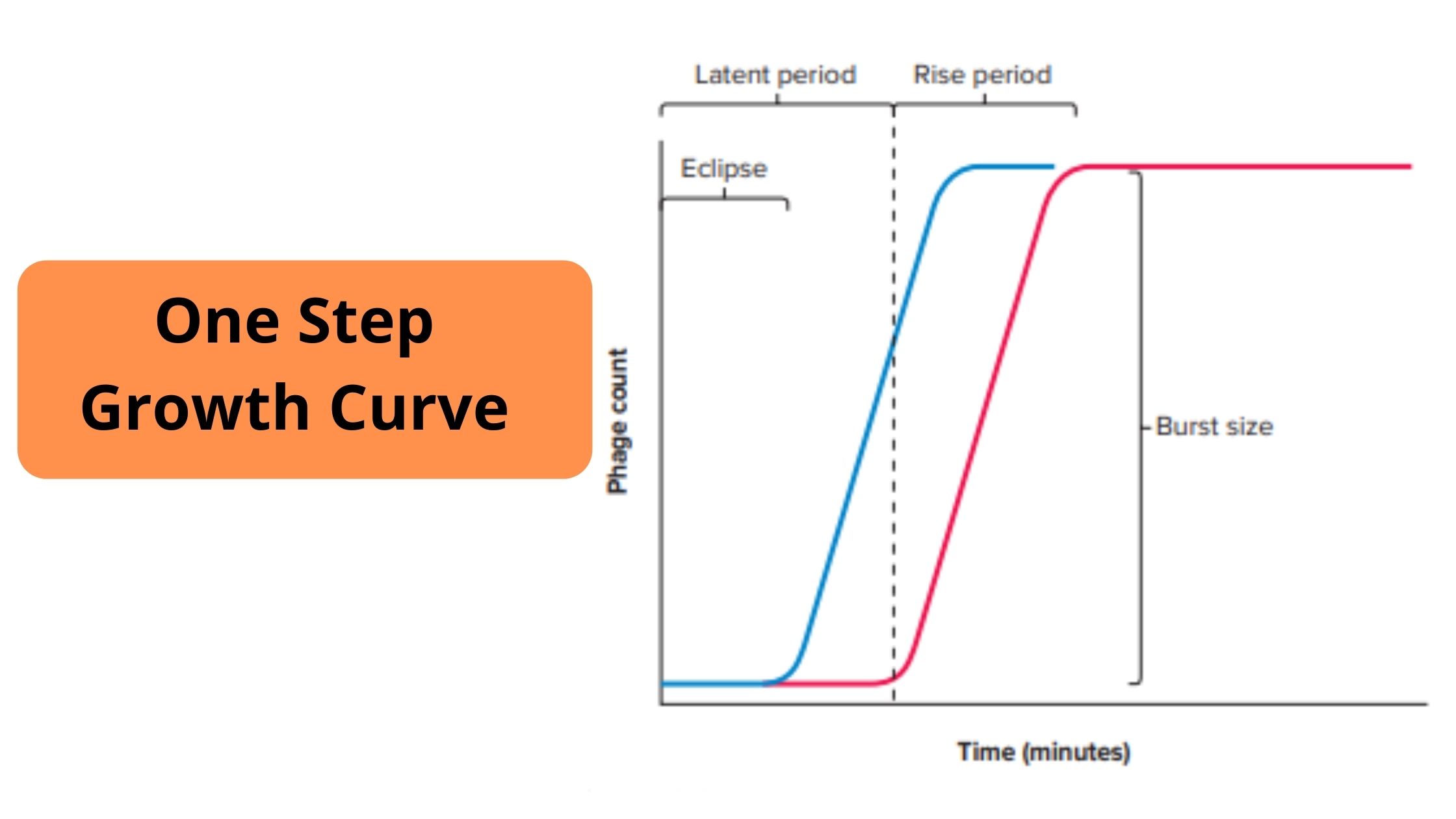 One Step Growth Curve