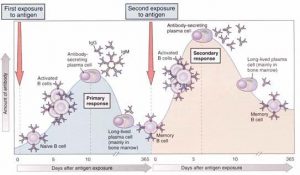 14 Differences between Primary and Secondary Immune Response