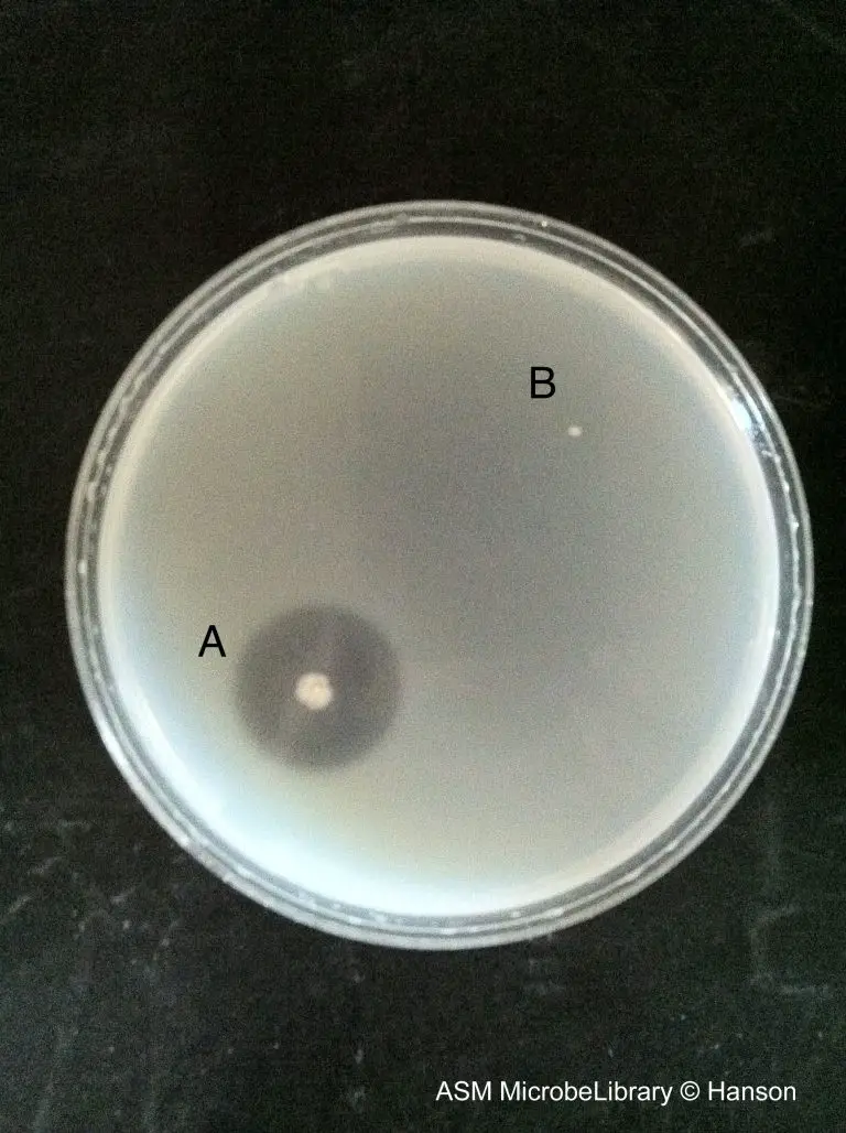 gelatin hydrolysis test serratia marcescens