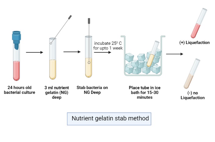 Gelatin hydrolysis test Procedure
