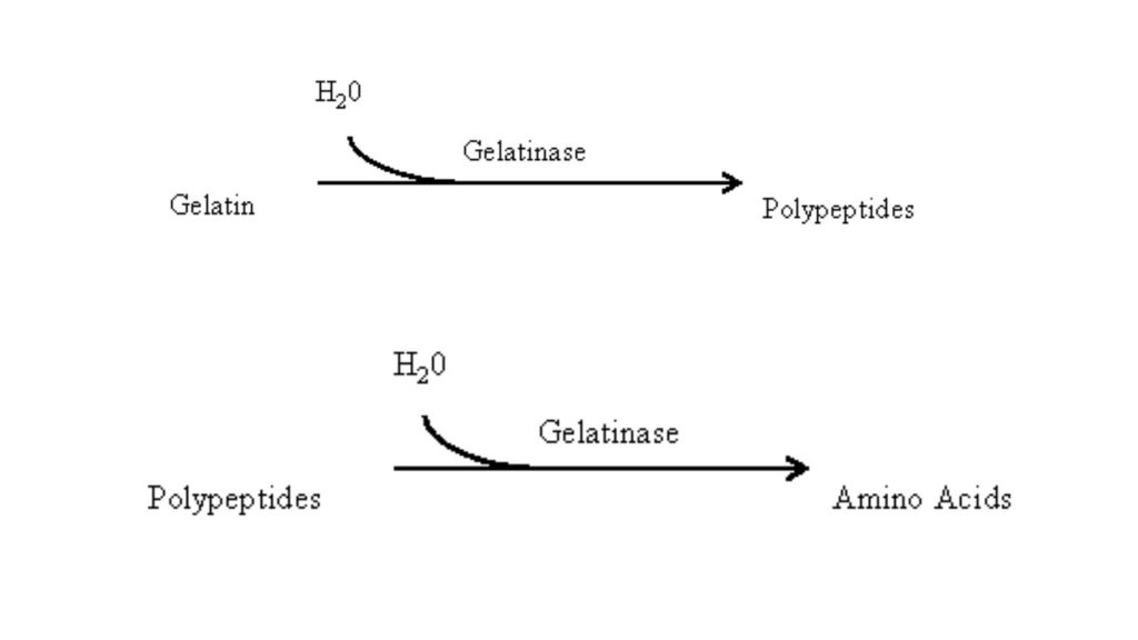 Gelatin hydrolysis test Principle