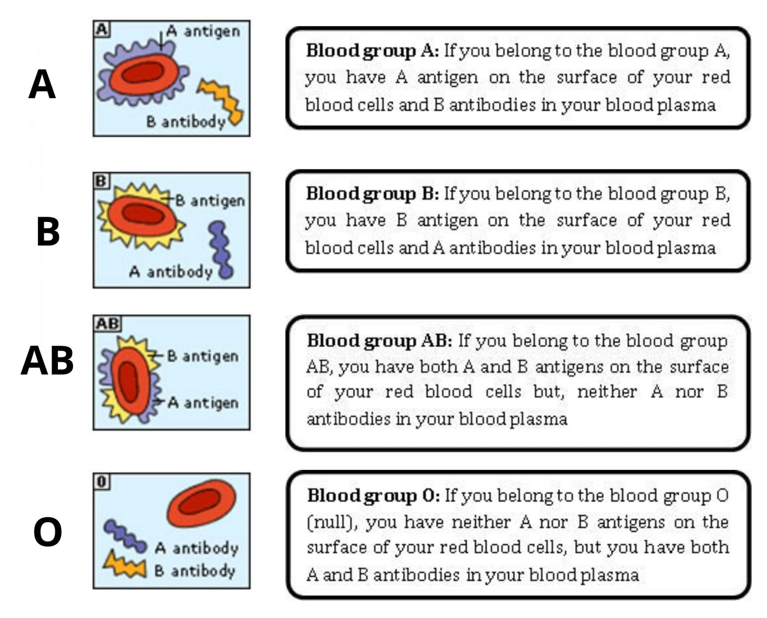 assignment on blood group