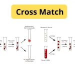 Cross Match