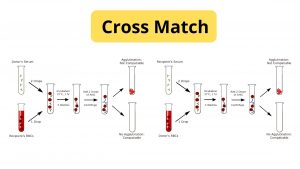 Cross Match