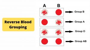 Reverse Blood Grouping