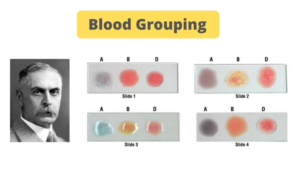 seminar presentation on blood group