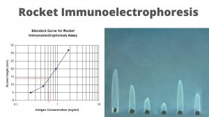 Rocket Immunoelectrophoresis Principle, Procedure, Result, Application.