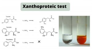 Xanthoproteic test Principle, Procedure, Result, Application