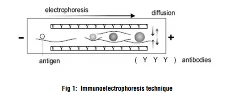 Principle of Immunoelectrophoresis
