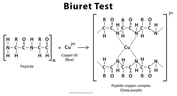 Principle of Biuret Test