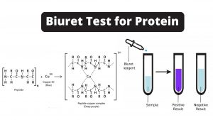 Biuret Test For Protein Principle, Procedure, Result, Application.