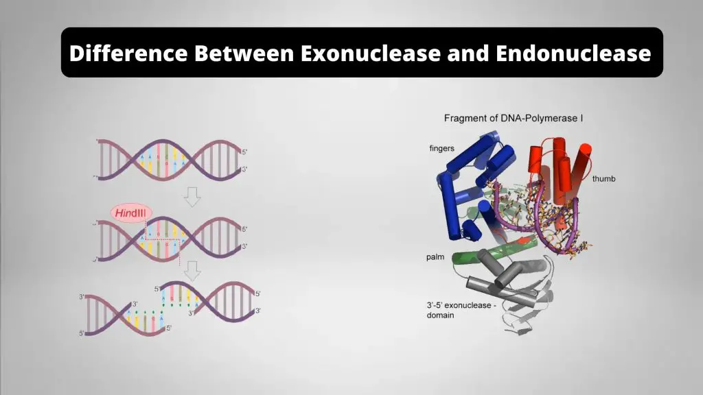 Difference Between Exonuclease and Endonuclease