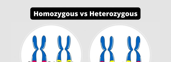 difference between heterozygous and homozygous