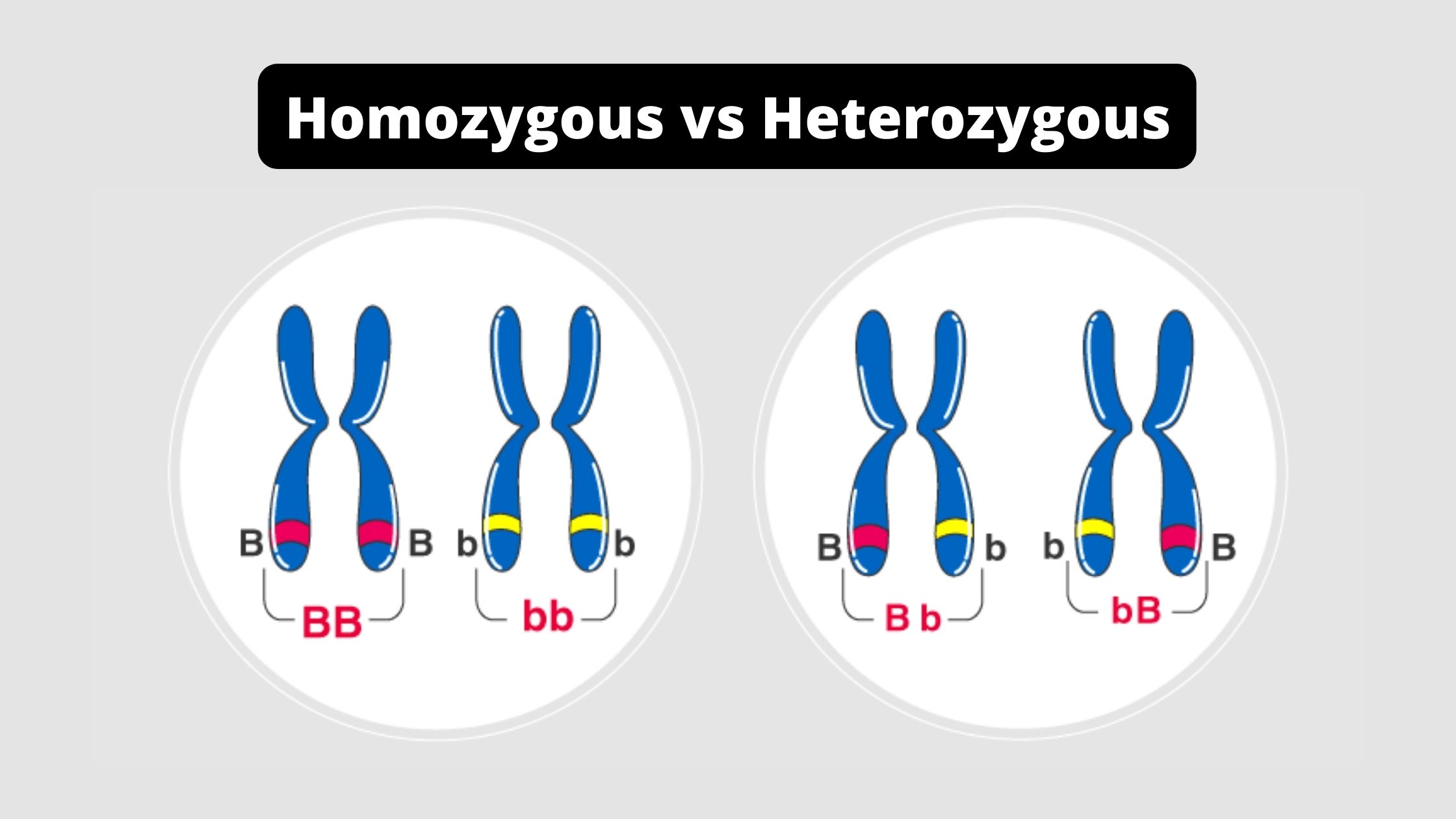 difference between heterozygous and homozygous