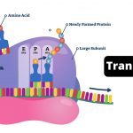 Prokaryotic Translation Steps, Requirements.