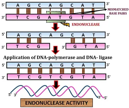 Mechanism of Endonuclease