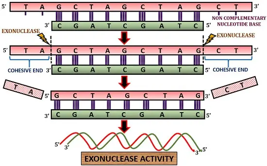 Mechanism of Exonuclease