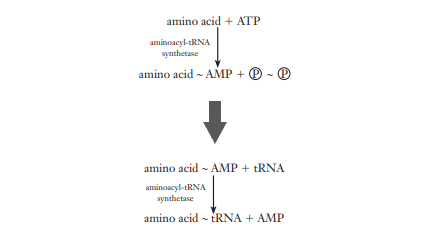 Activation of Amino acid/Synthesis of aminoacyl-tRNA