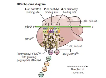 Ribosome structure in E. coli. 