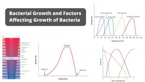 Bacterial Growth and Different Environmental Factors Affect Bacterial Growth