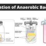Cultivation of Anaerobic Bacteria