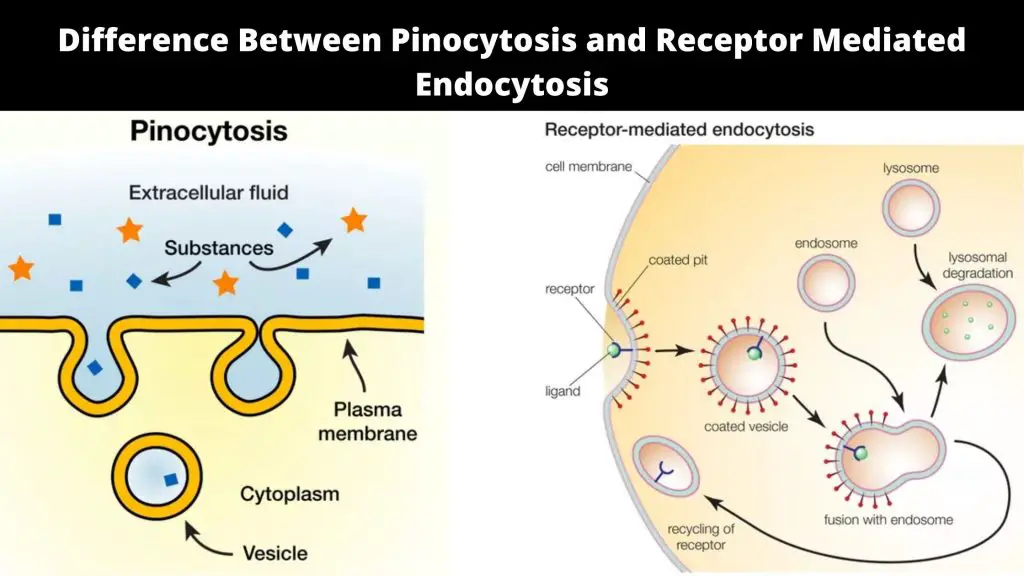 Difference Between Pinocytosis and Receptor Mediated Endocytosis