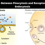 Difference Between Pinocytosis and Receptor Mediated Endocytosis