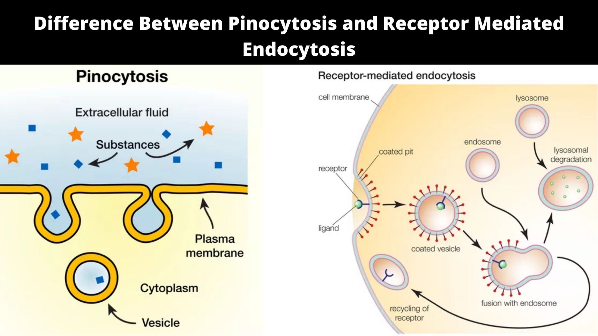 Receptor mediated endocytosis. Рецептор-опосредованный эндоцитоз. Рецепторный эндоцитоз. Эндоцитоз механизм.