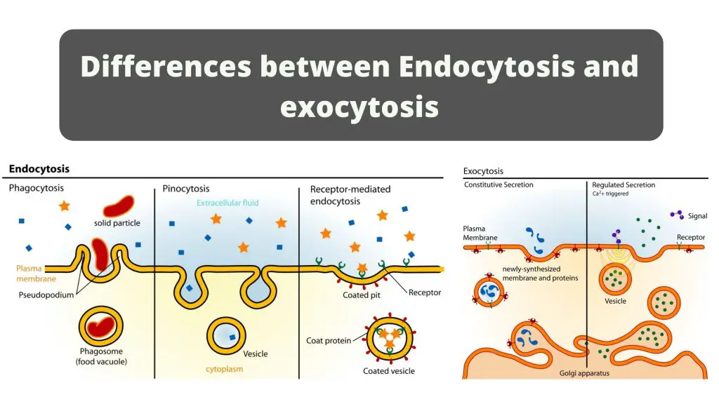 Difference between endocytosis and exocytosis (endocytosis vs exocytosis)
