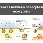 Difference between endocytosis and exocytosis (endocytosis vs exocytosis)