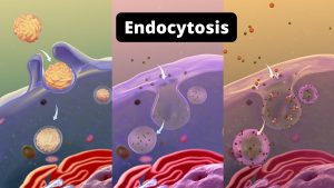 Endocytosis definition, types and Steps.