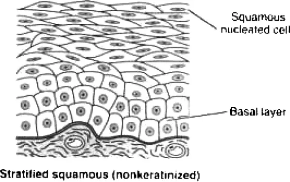 Non-keratinized stratified squamous epithelium diagram