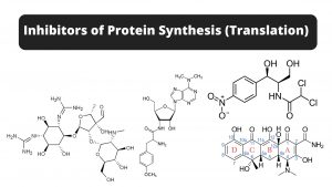 Inhibitors of Protein Synthesis (Translation)