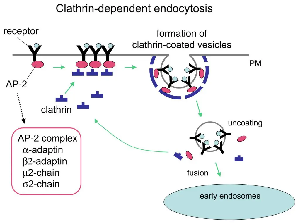 Mechanism of clathrin-dependent endocytosis
