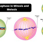Metaphase in Mitosis and Meiosis - Metaphase 1 and Metaphase 2