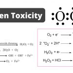 Oxygen Toxicity - Mechanism, Damages, Protective Mechanism