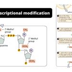 Post-transcriptional modification