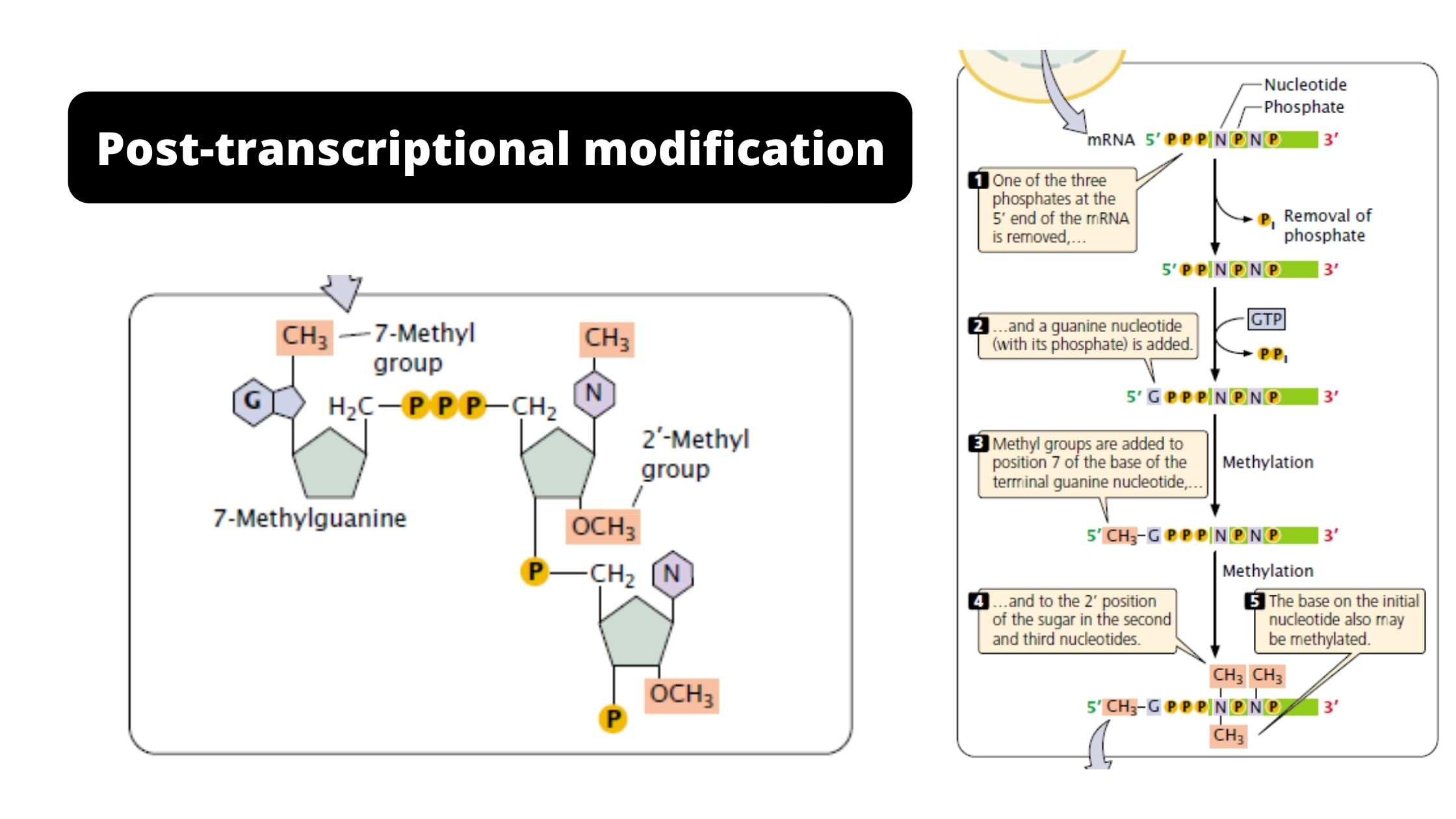 Post-transcriptional modification